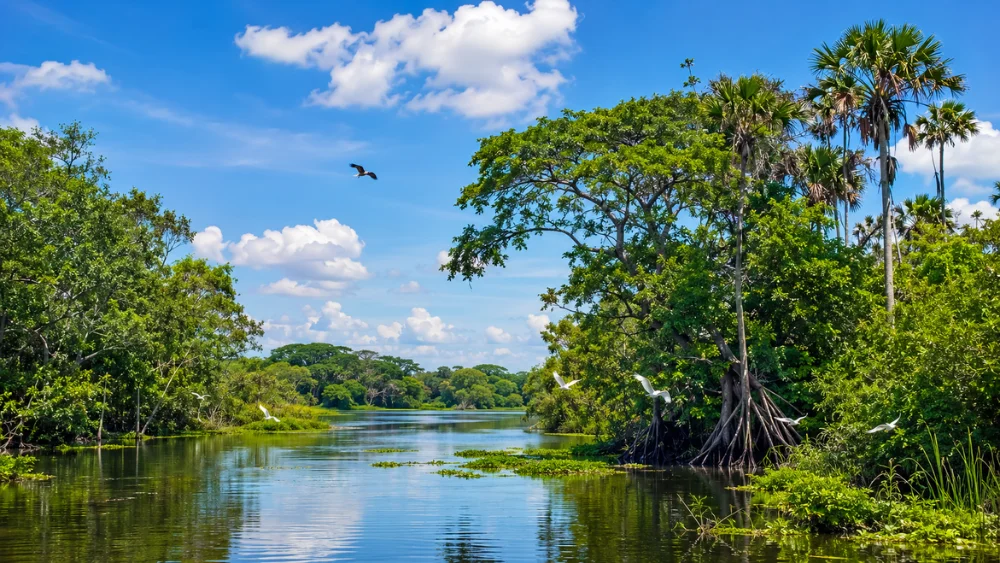 Pantanos de Centla- El Santuario de Agua en Tabasco que México debes conocer.